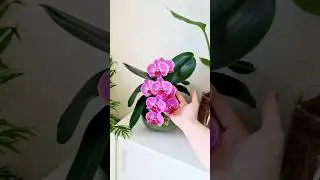 #sphagnum_eco #orchid #сфагнумфускум #plants #flowers #houseplants #myplant  #home