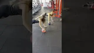 Гроші на фітнесі - це реально ❤️ FitSCHOOL.PRO #fitness #фітнес #sport #shorts