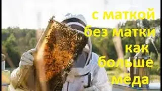 #Пчёлы