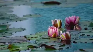 Water Lilies#Shorts