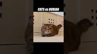 It's a pineapple! A watermelon! No... it's a durian! #kittisaurus #cats #durian #fruit
