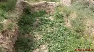 BULUNG`IRDA KO`KNORI PLANTATSIYASI aniqlandi