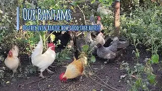 Our Bantam Chickens in Their Own Paradise #chicken #homestead
