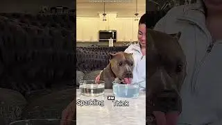 Meine Hunde haben dieses Wasser sofort abgelehnt 😂 