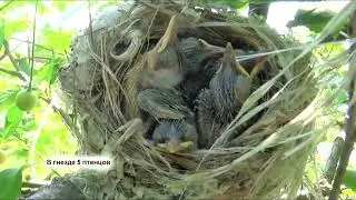 Зеленая пересмешка
