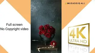 Red roses||No Copyright background Video||TaqwaOfficial||