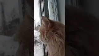 кот Кеша в печали