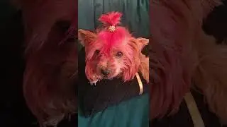 Йоршеский терьер кушает чеснок