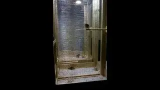 Чижи на выставке
