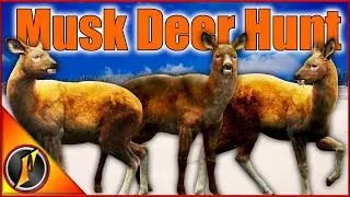 Return to Medved-Taiga! How Good Is the Musk Deer Hunting???