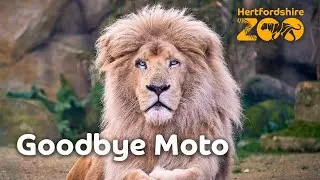 Goodbye Moto 💜