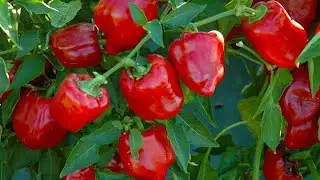Перец 🌶 выращенный из семян перца купленного в магазине пятёрочки#перец#перецболгарский#лайфхаки#лес