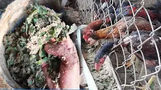 Mix food for chicken help grow fast and  Cost less