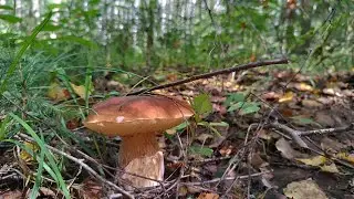За грибами с саратовскими грибниками!
