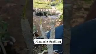 Plumeria grafting technique is so easy #shorts #plumeria