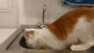 Кот моет посуду