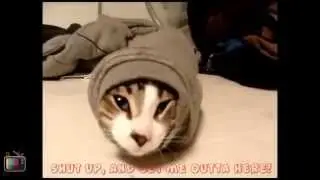 Gatti "Mici-Diali" - Funny Cats Compilation #2