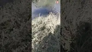 baliq ovi