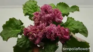 Цветущие фиалки из коллекции Голубевой Татьяны на 10.10.2024