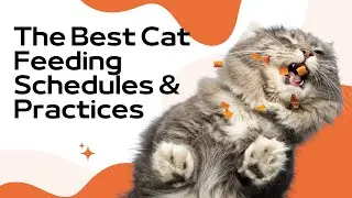 The Best Cat Feeding Schedules and Practices