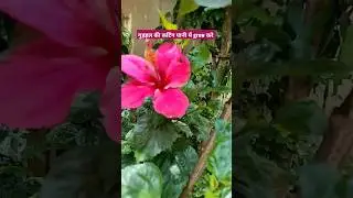 गुड़हल की कटिंग पानी में कैसे ग्रो करे #shorts #shortsfeed #gardening #गुड़हल #trending #hibiscus