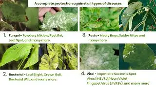 Doctor Neem + Doctor Fungi