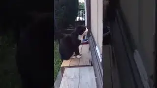 Сохраняю. Кот не мой, но КАК ОН РАЗГОВАРИВАЕТ!!!