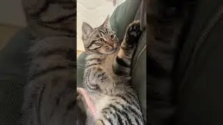 Lazy Boy?🤣 SD猫の夢島💗#shorts #かわいい #子猫の遊び