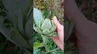 УРА! Наконец-то!!! У артишока появились бутоны!!!!