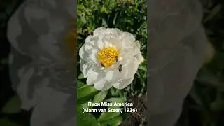 Пион Мисс Америка (Mann van Steen, 1936)