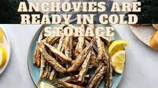 Anchovies are ready in cold storage