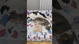 Мама поет колыбельную коту Гашику и кошке Пуше ;3