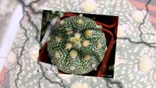 Мои астрофитумы(часть коллекции)