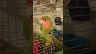 Домашний попугайчик 