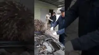 Страус автомеханик
