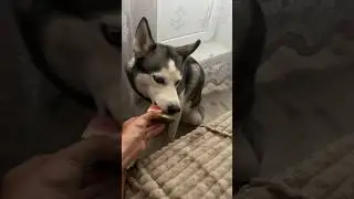 Хаски ест арбуз #хаски