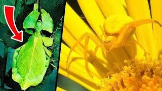 THE BEST CAMOUFLAGE IN THE ANIMAL KINGDOM!