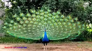 Peacock call sounds one two three 4k
