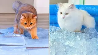 Can Cats Walk On Ice? #2