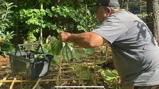 Harvesting My Cushaw Squash & Prepping For Fall Gardening