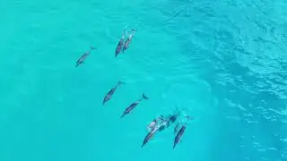 Serenity in Motion – Nature’s Song with Dolphins