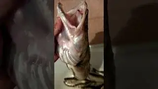 Рекордная чушка на 4 кг!!!