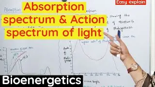 Absorption spectrum And Action spectrum of Light in photosynthesis class 11