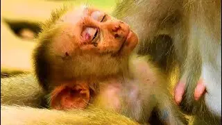 S-adly Facial Of Baby LEO After H-ardly W-eaning Progressing || Baby LEO Was S-tarved And P0werless