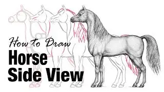 How to Draw a Horse, Side View