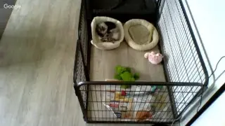 Puppycam, Galaxy 10 weeks old