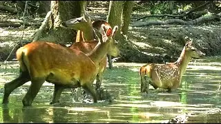 Олени в жару пришли на лесное болото || Red deer came to the forest swamp