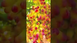 🇰🇬🇦🇿🇺🇿🇹🇷🇰🇿Алма# бак#идеальный_мир#кыргызстан#момо#жемиштер#шортвидео#сонун#бишкек#