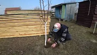 Дача после зимы. Весенняя подкормка и побелка деревьев.
