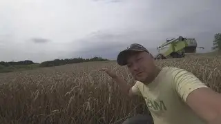 Зерно уборочное идёт полным ходом!!  #латвия #зерноуборочная